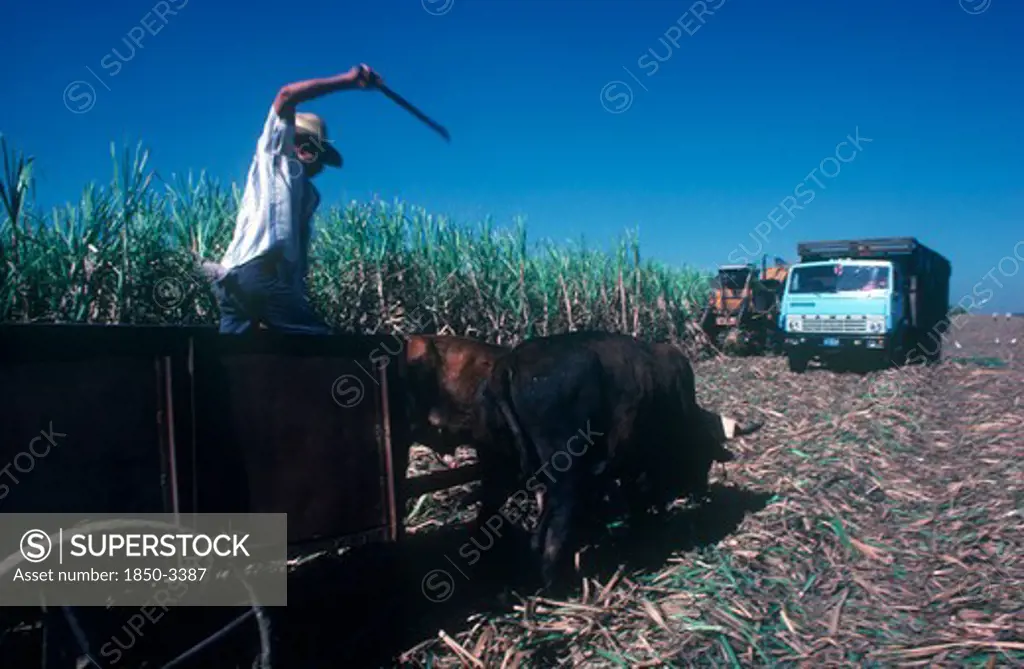 Cuba, Holguin , Sugar Cane Harvest With Man Standing In Cart Drawn By Cattle With His Arm Raised In The Air Clutching A Stick