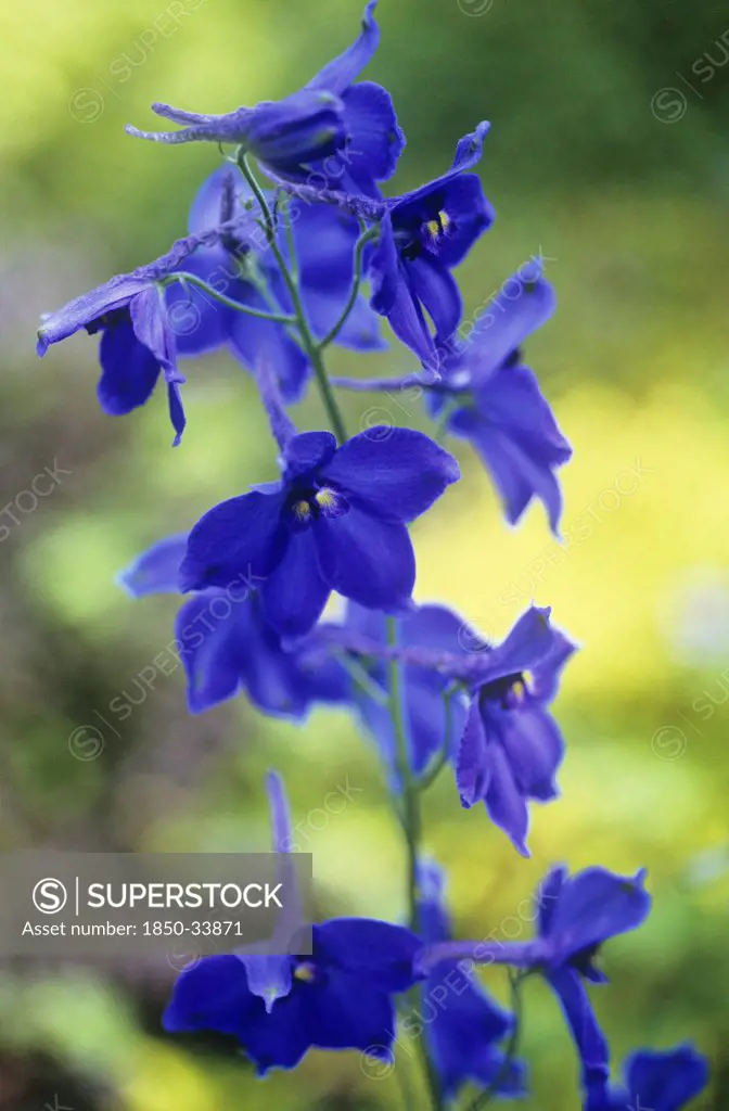 Delphinium 'Blue Bees', Delphinium