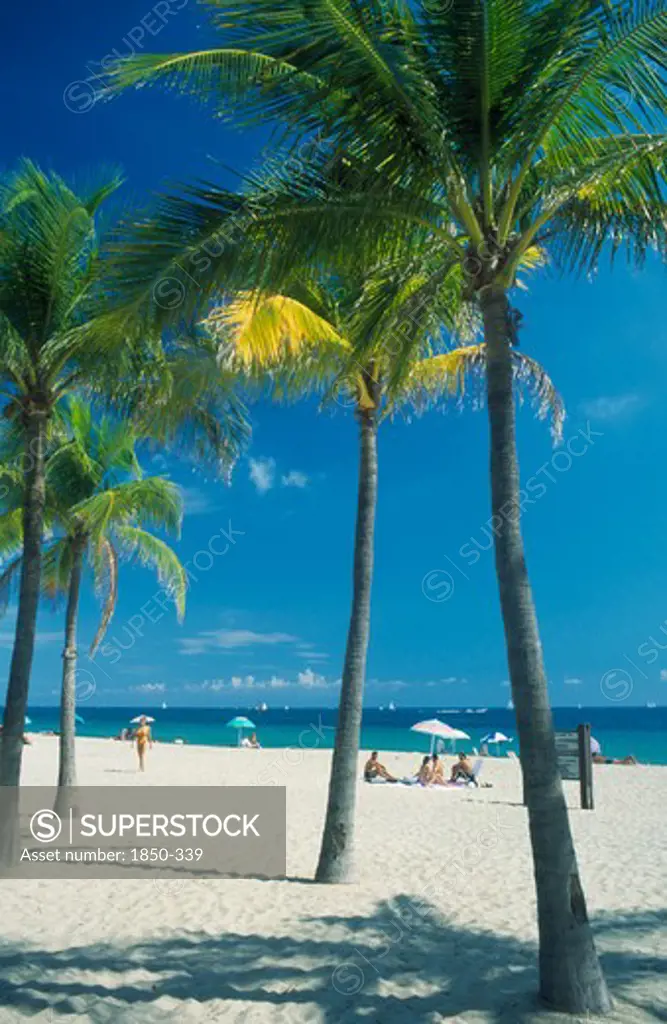 Usa, Florida , Fort Lauderdale, Quiet White Sand Beach Lined By Palm Trees.