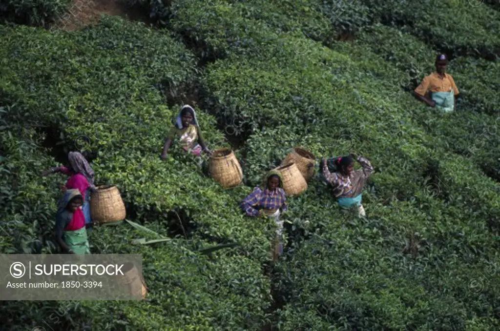 India, Kerala, Agriculture, Elevated View Over Tea Pickers Working On Plantation Hillside.