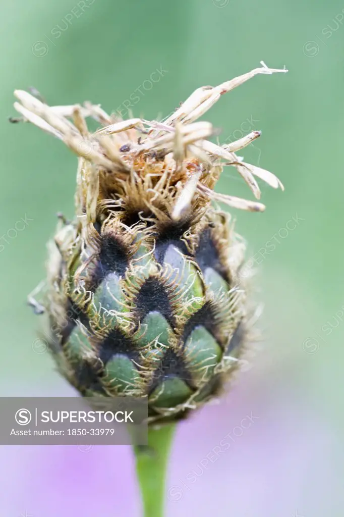 Centaurea, Knapweed