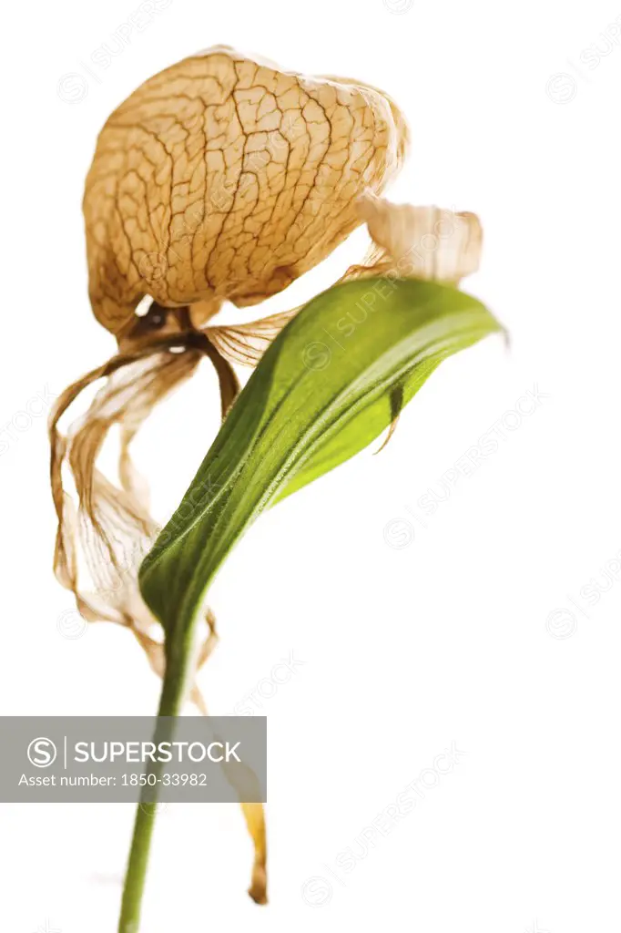 Cypripedium calceolus, Orchid, Lady's slipper orchid