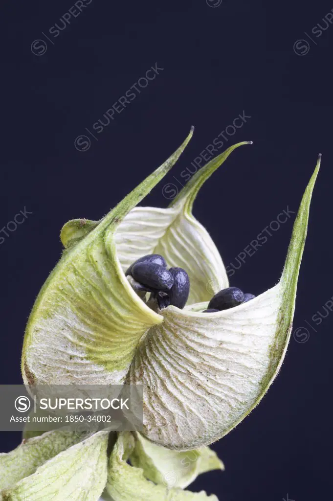 Helleborus foetidus, Hellebore, Stinking Hellebore