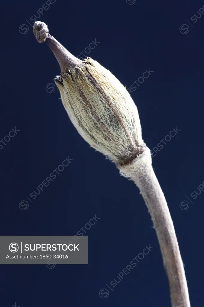 Meconopsis napaulensis, Poppy