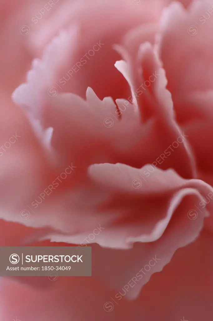 Dianthus, Carnation