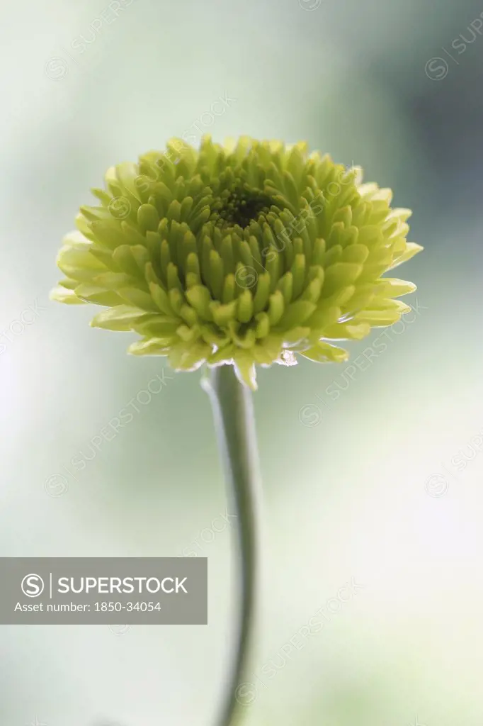 Chrysanthemum 'kermit', Chrysanthemum