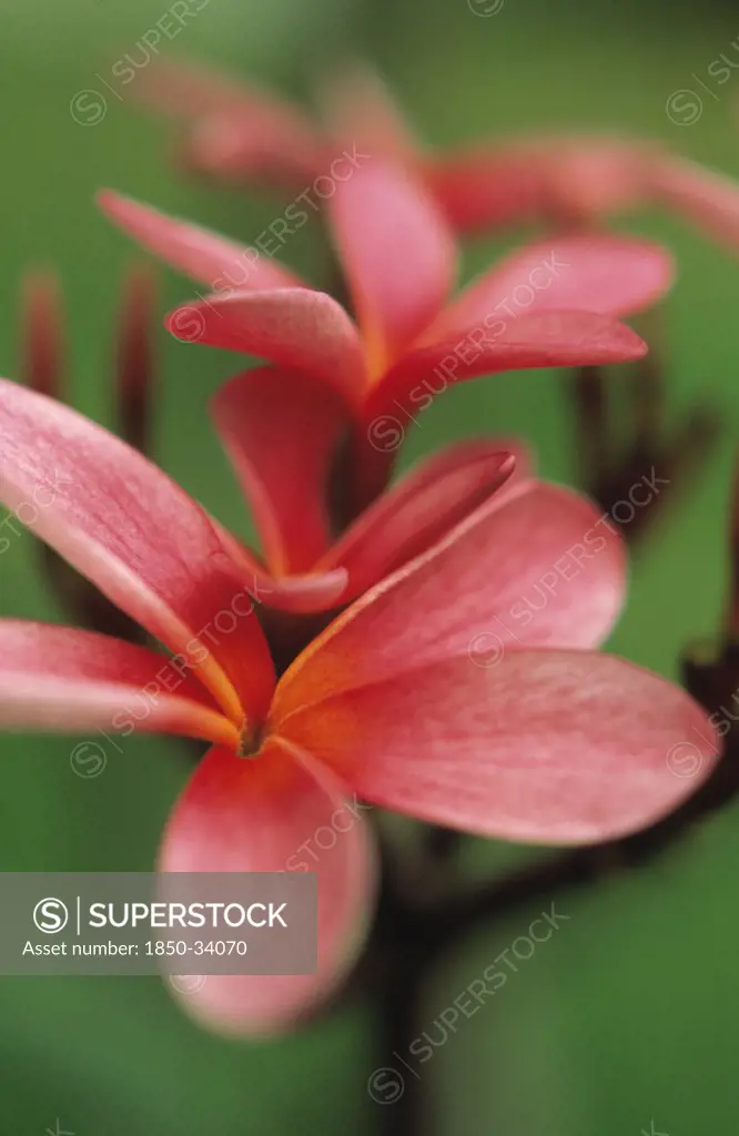 Plumeria rubra, Frangipani, West Indian Jasmine, Monoi
