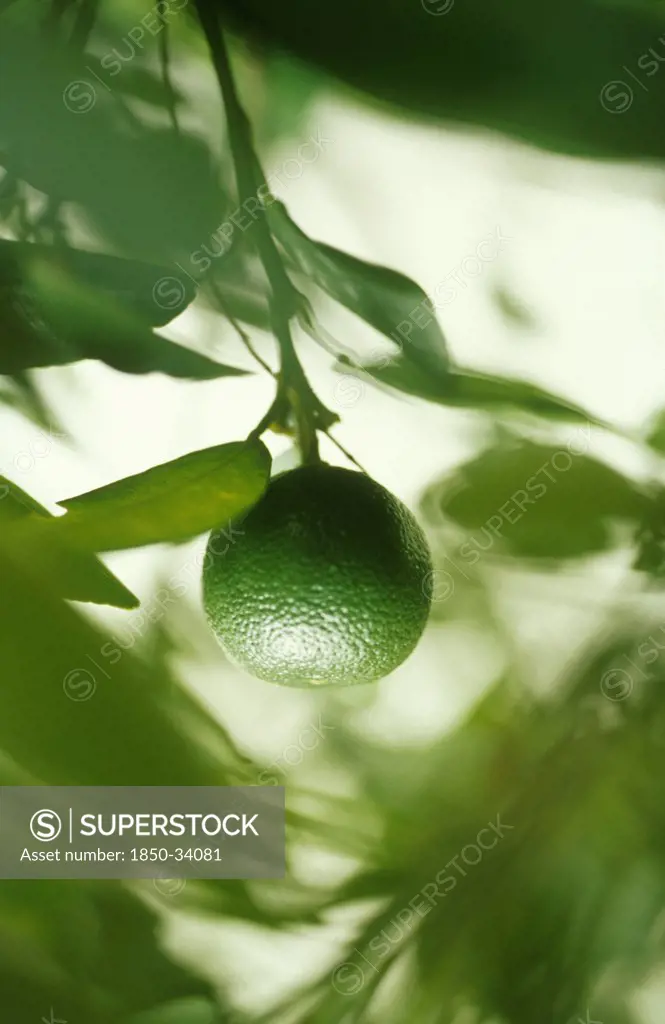 Citrus aurantiifolia, Lime