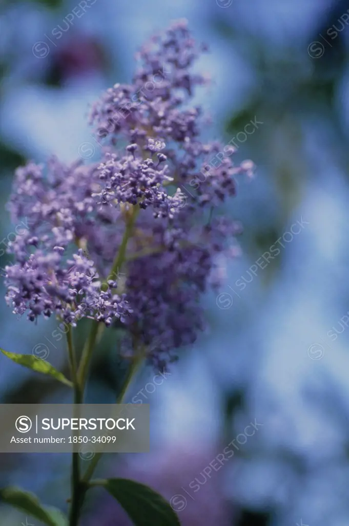 Ceanothus, Californian Lilac, Ceanothus
