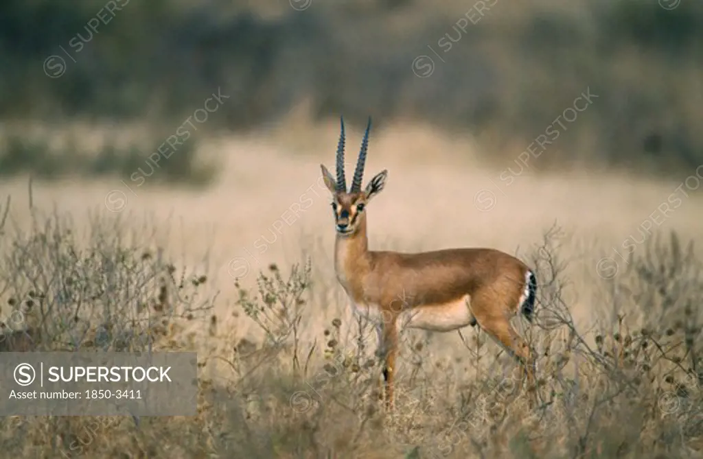 Wildlife, Chinkara, Chinkara (Gazella Gazella) Standing In Scrubland In Ranthambore National Park Rajasthan India
