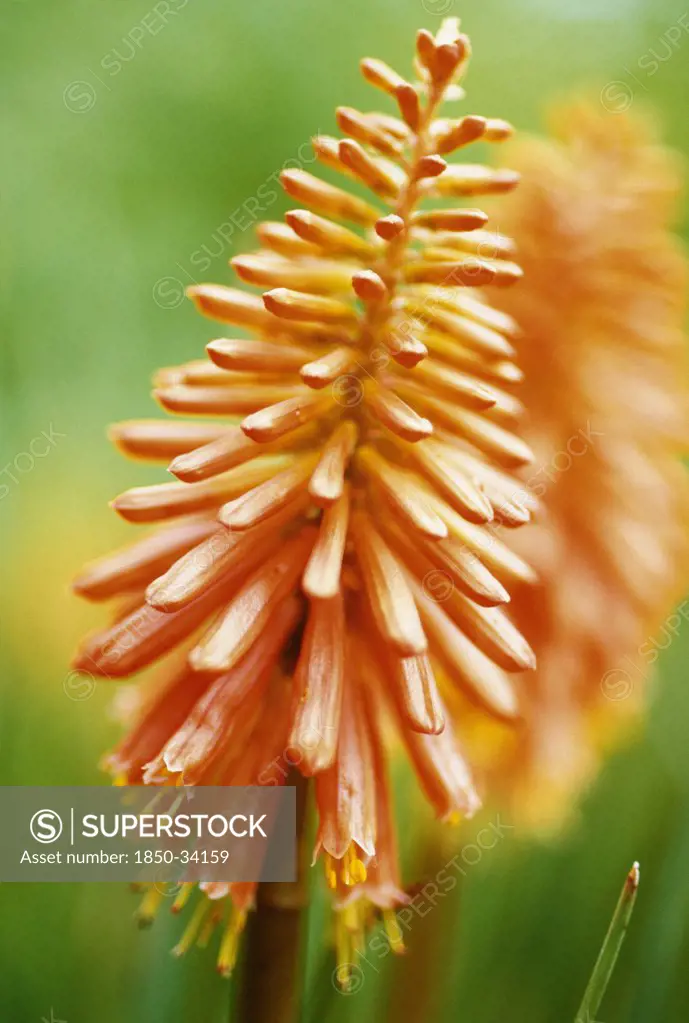 Kniphofia 'Coral flame', Red hot poker