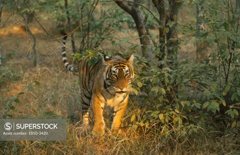 Wildlife, Big Game, Cats, Indian Tiger (Panthera Tigris Tigris) Ranthambore National Park Rajasthan South Of Delhi Near Sawai Madahapur