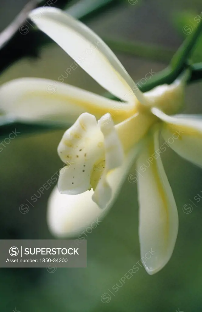 Vanilla planifolia, Vanilla