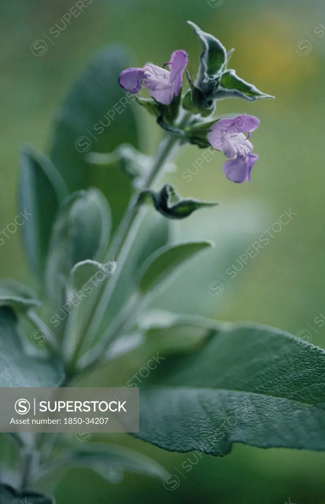 Salvia officinalis, Sage