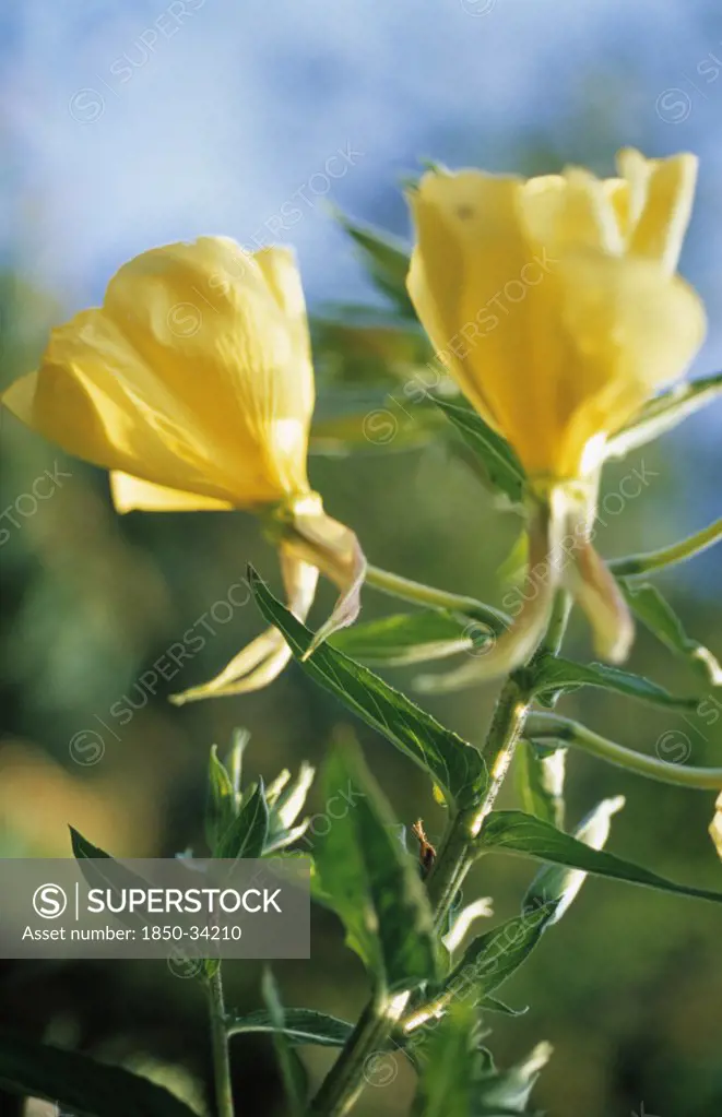Oenothera biennis, Evening primrose