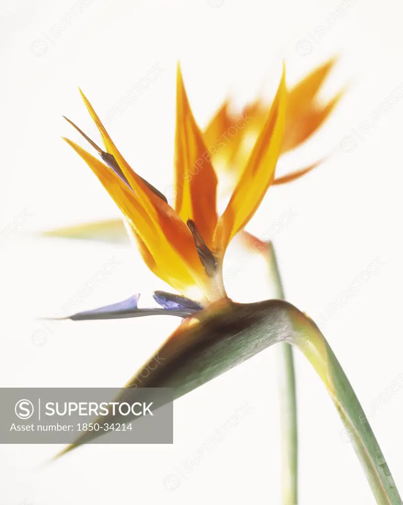 Strelitzia, Bird of paradise