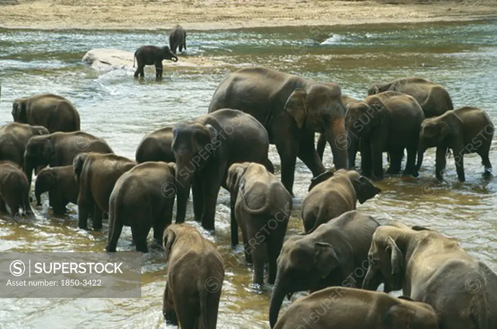 Wildlife, Big Game , Elephants, Indian Elephant Herd From Orphanage Sanctuary At Pinawella Near Kandy Bathe In The Maha Oya River  Sri Lanka