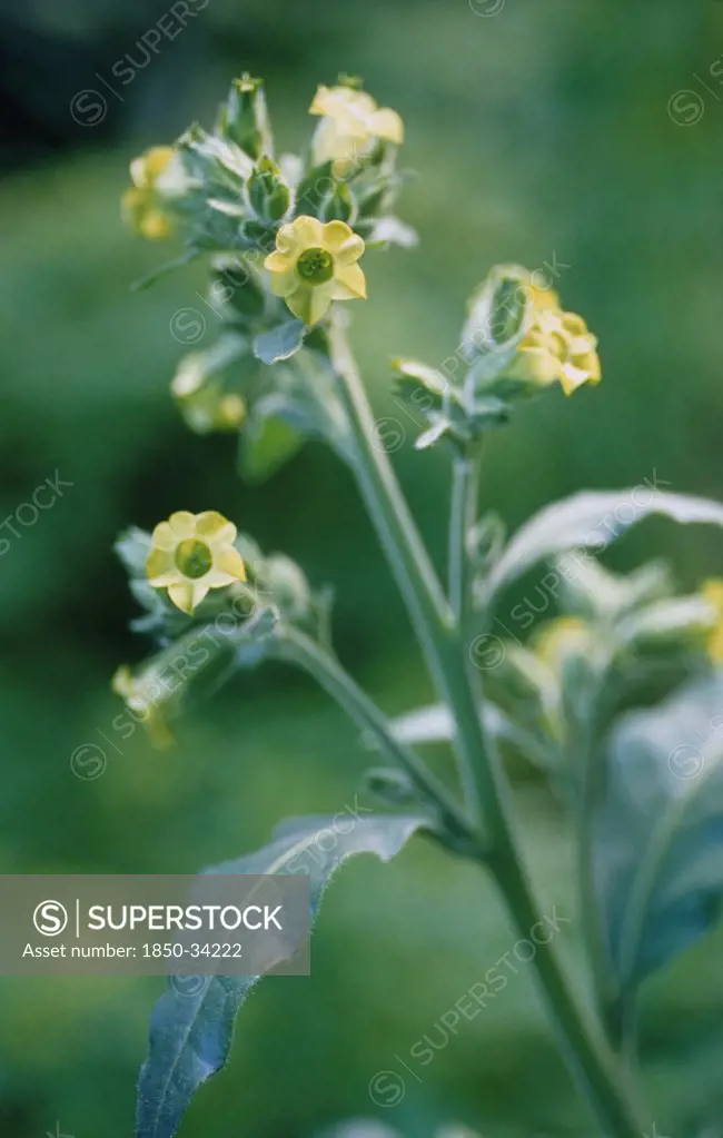 Nicotiana rustica, Tobacco plant