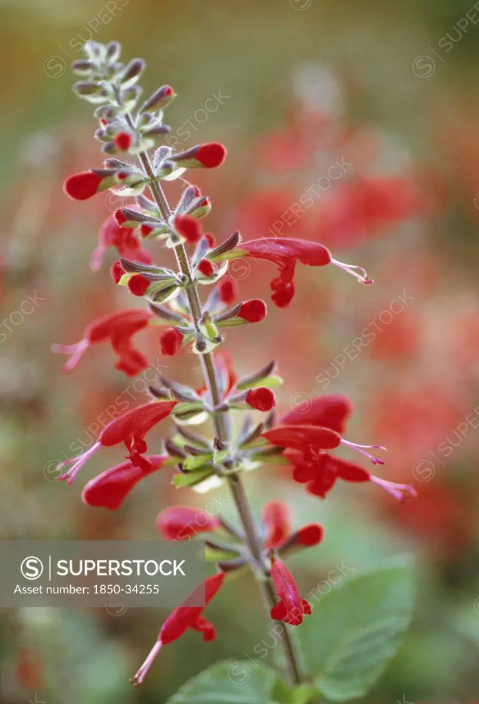 Salvia coccinea 'Lady in Red', Sage, Scarlet sage
