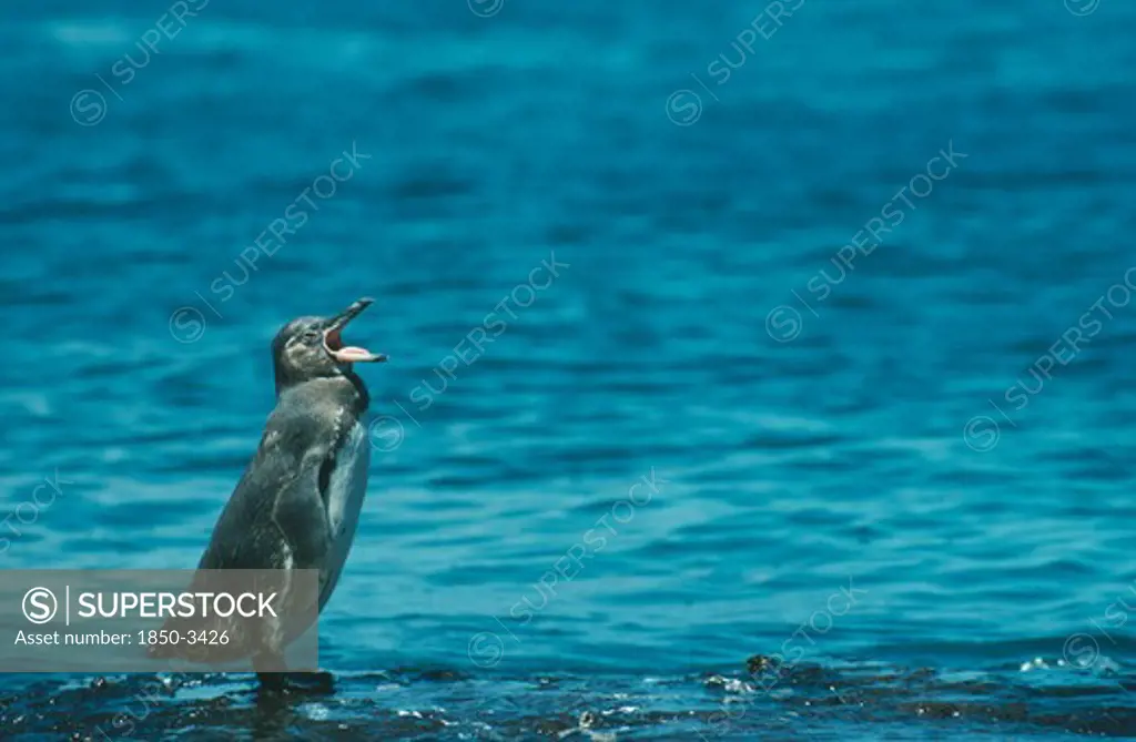 Wildlife, Birds, Penguin, Galapagos Penguin (Spheniscus Mendiculus) Standing By Water With Mouth Open On Bartolome Galapagos Islands