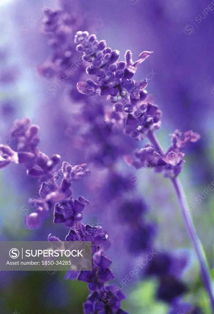 Salvia farinacea 'Victoria', Sage, Mealy sage