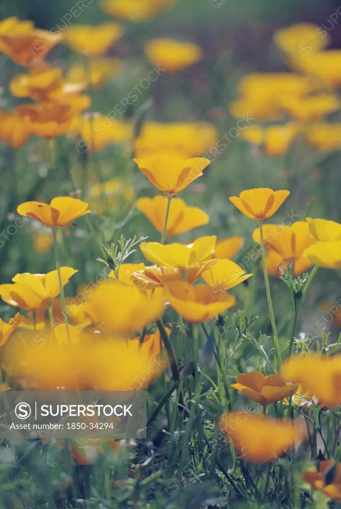 Eschscholzia californica, Poppy, Californian poppy
