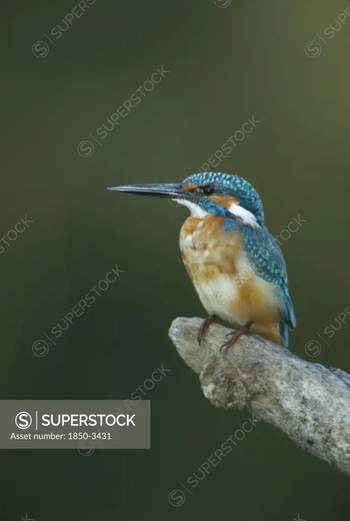 Wildlife, Birds, Kingfisher, Kingfisher (Alcedo Atthis) Perched On A Branch In Bharatpur Rajasthan India