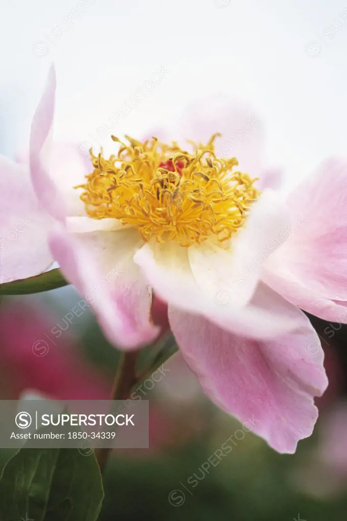 Paeonia lactiflora 'Mischief', Peony