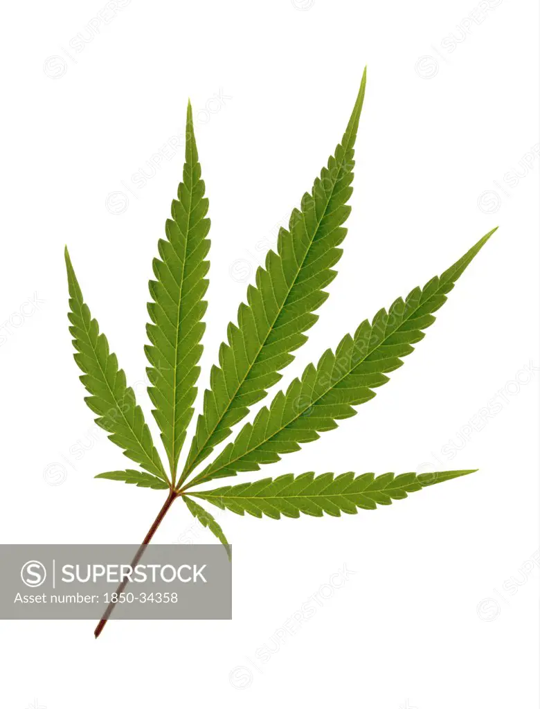 Cannabis sativum, Cannabis, Hemp