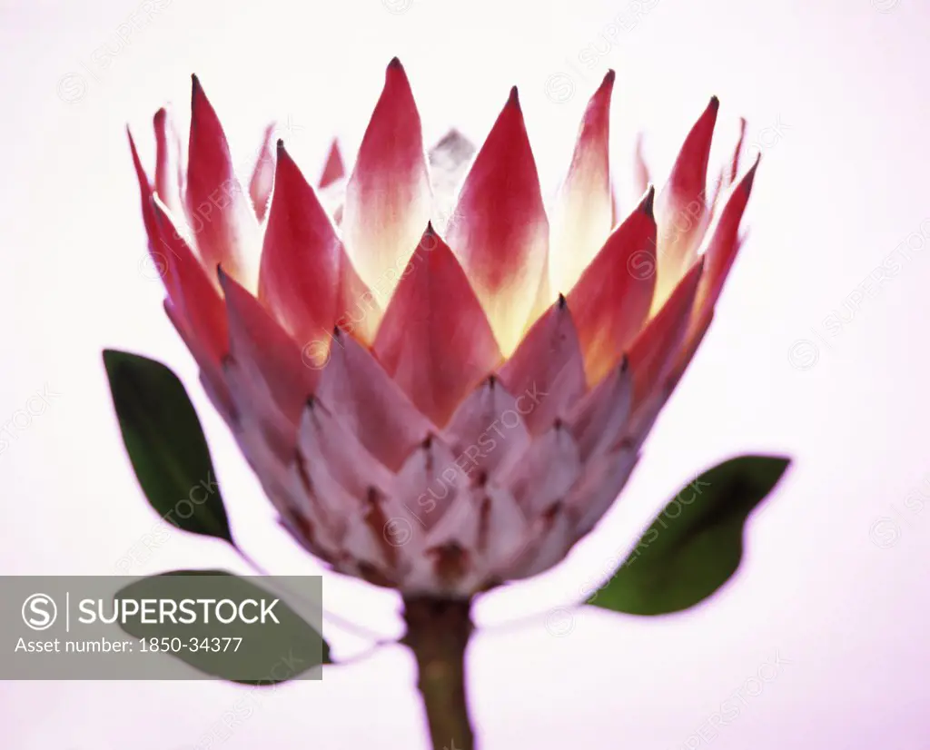 Protea cynaroides, Protea
