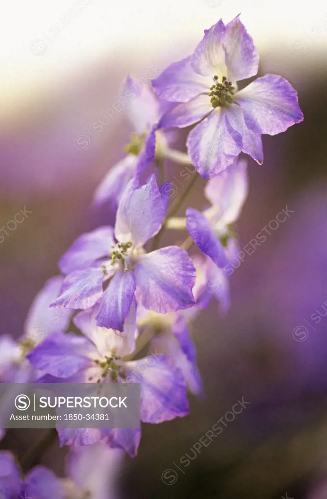 Consolida 'Frosted skies', Larkspur
