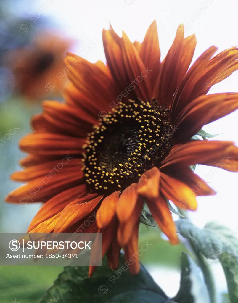 Helianthus 'Prada Red', Sunflower