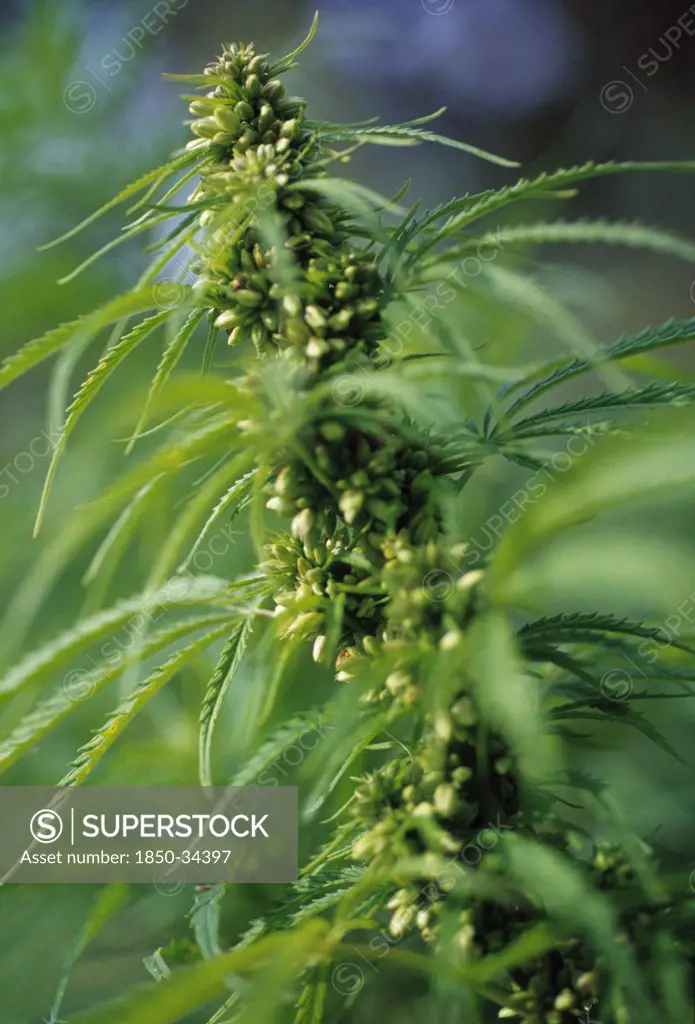 Cannabis sativum, Cannabis, Hemp