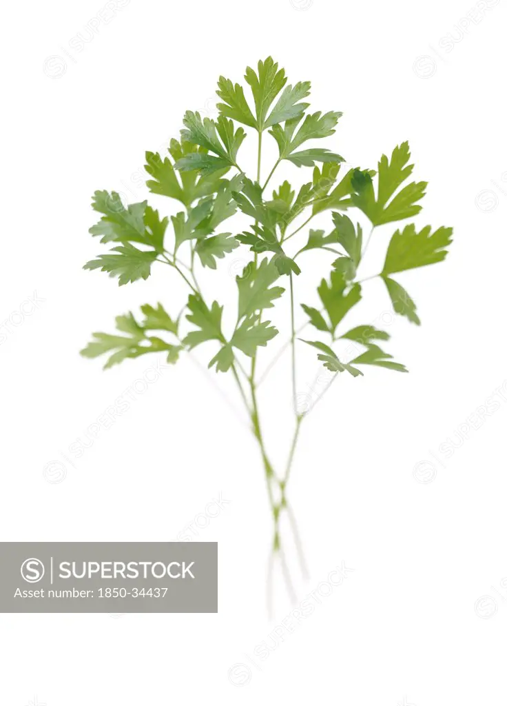 Petroselinum neapolitanum, Parsley, Flat leaf parsley