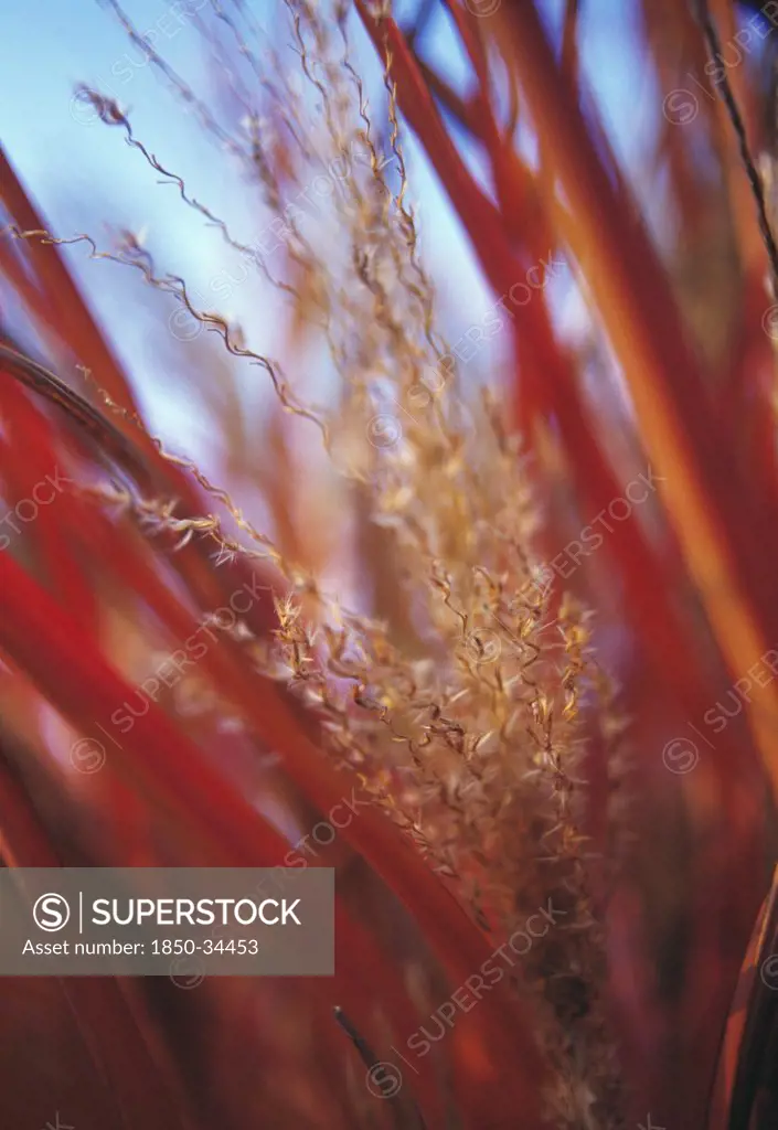 Miscanthus, Miscanthus, Chinese SIlver Grass