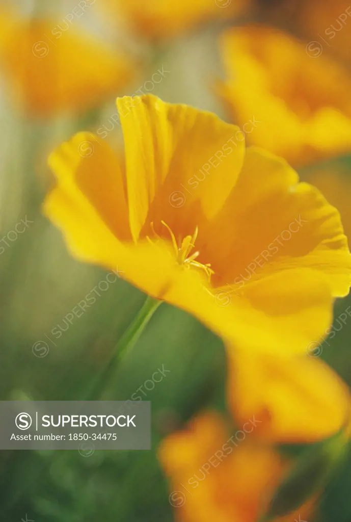 Eschscholzia californica 'Sun Shades', Poppy, Californian poppy