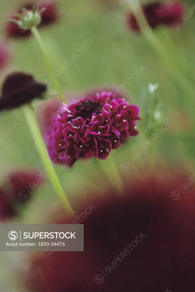 Scabiosa atropurpurea 'Deep Red', Scabious