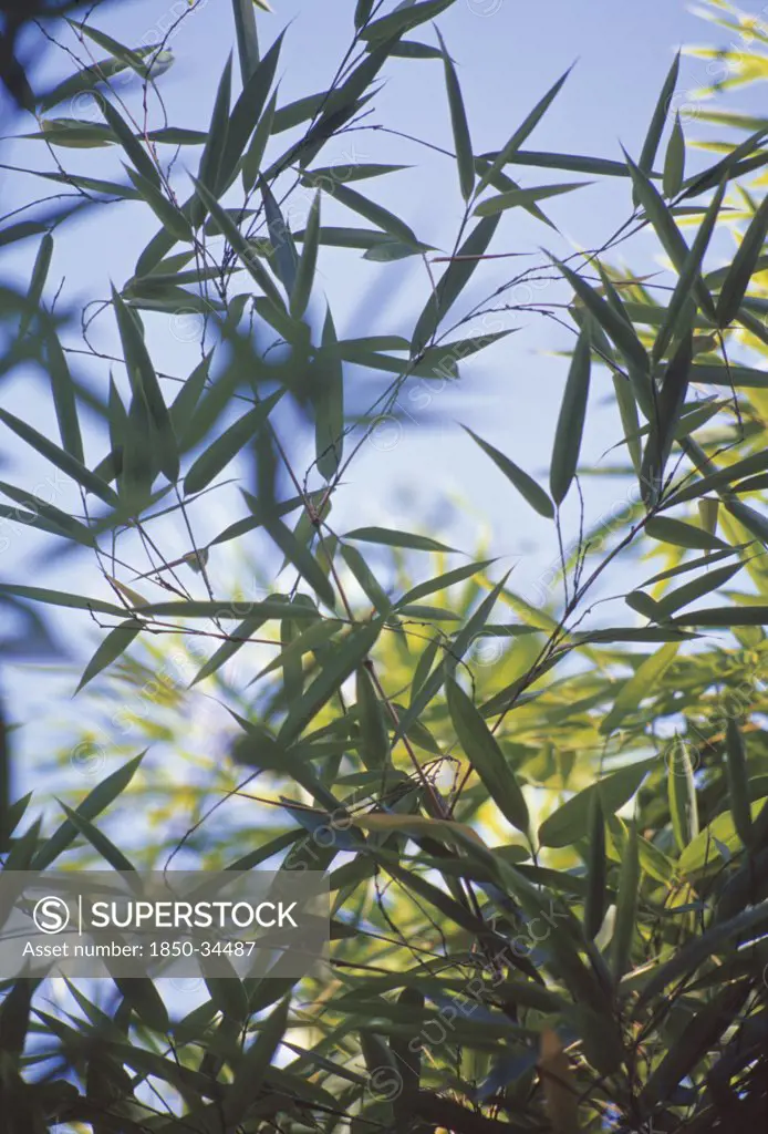 Phyllostachys sulphurea, Bamboo