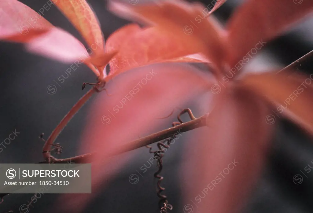 Parthenocissus tricuspidata, Boston ivy