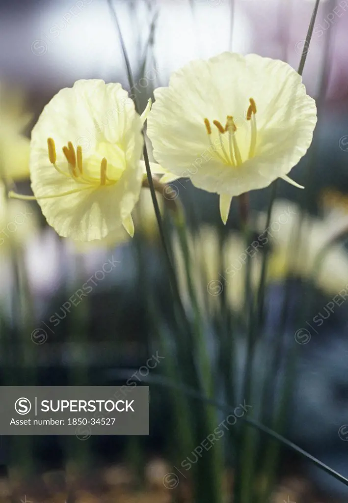 Narcissus romieuxii 'Treble Chance', Daffodil