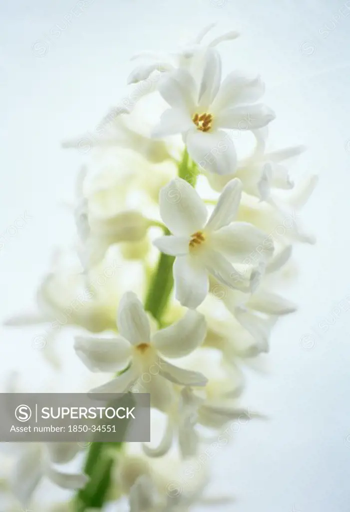 Hyacinthus, Hyacinth