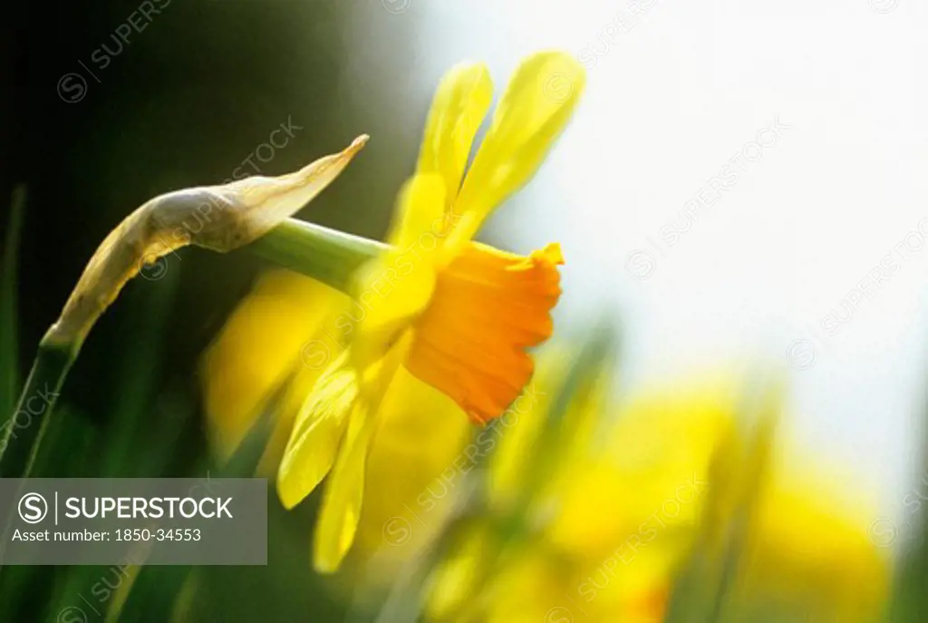 Narcissus 'Barrett Browning', Daffodil