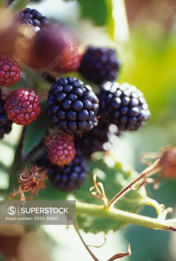 Rubus laciniatus 'Loch Ness', Blackberry