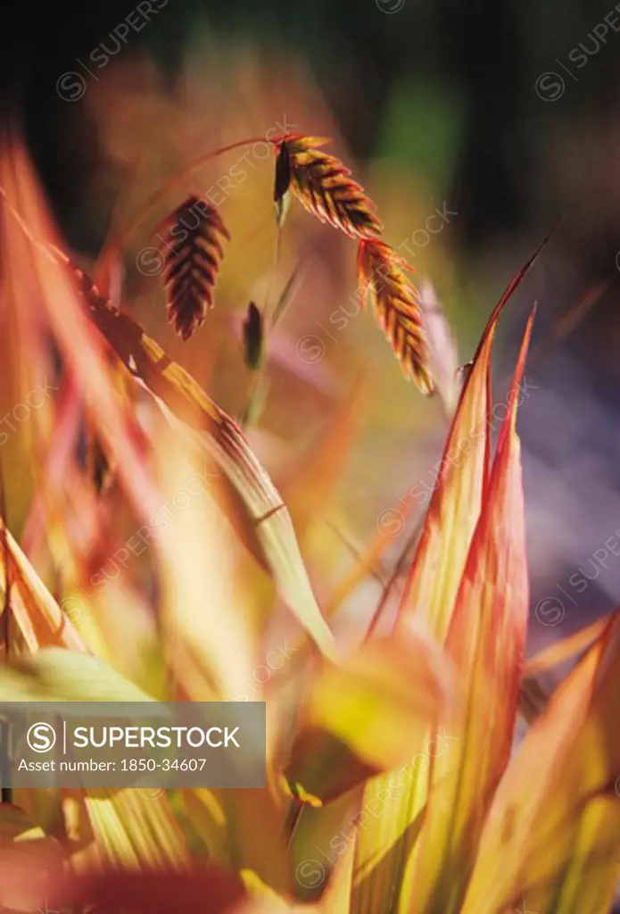 Chasmanthium latifolium, Wood Oats, Northern sea oats