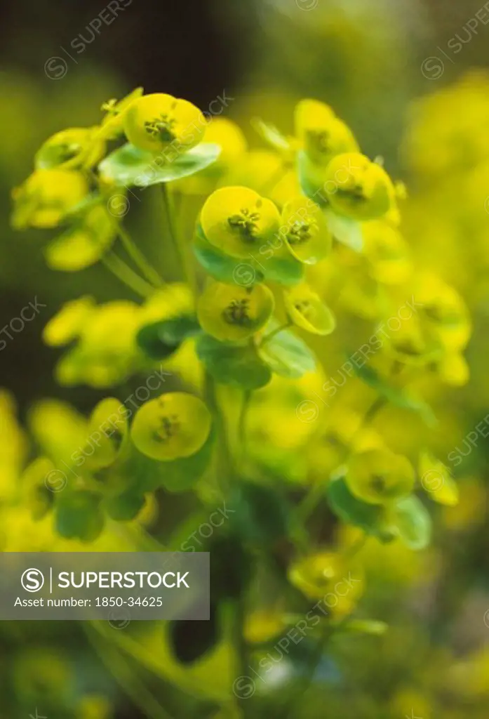 Euphorbia Robbaie, Euphorbia, Spurge