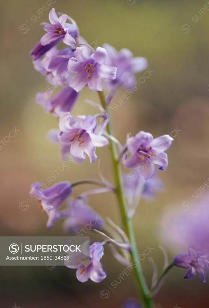 Hyacinthoides hispanica, Bluebell, Spanish bluebell