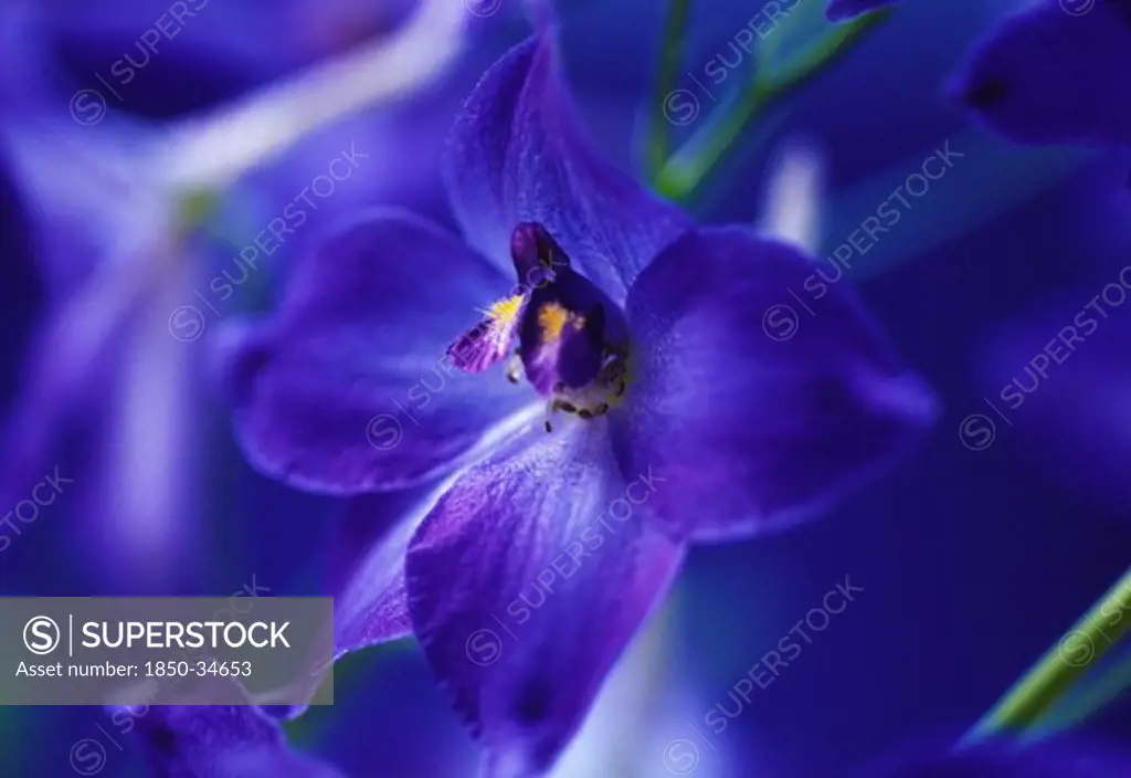 Delphinium 'Blue Bees', Delphinium