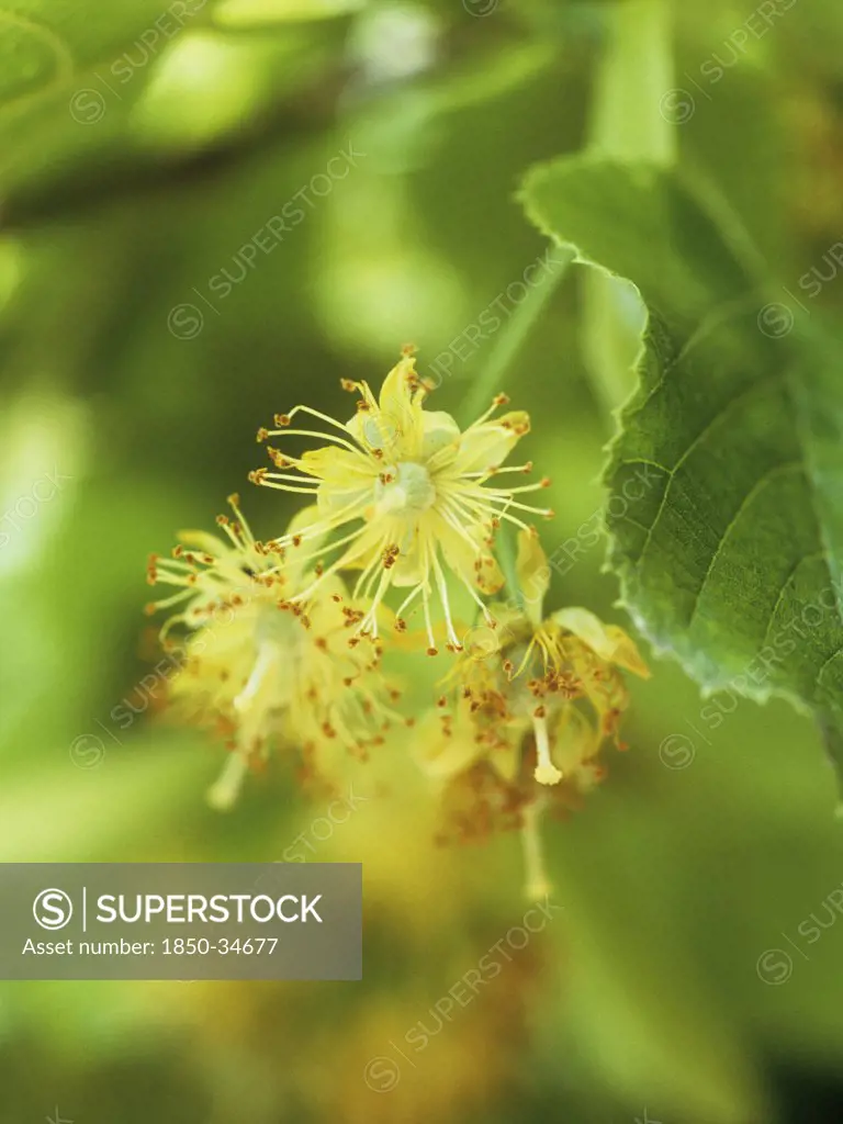 Tilia europea, Linden, Lime tree