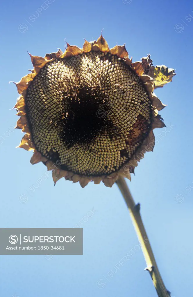 Helianthus, Sunflower