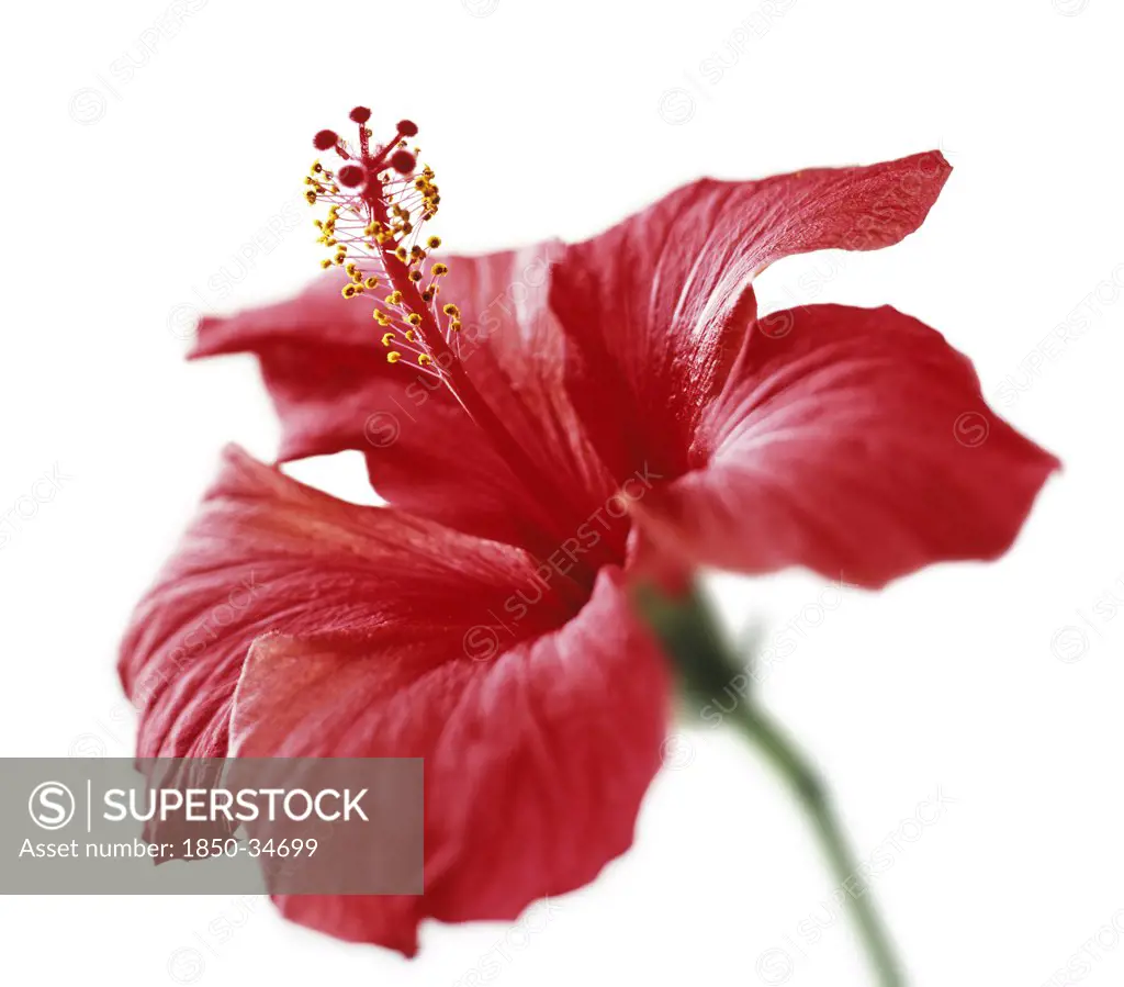 Hibiscus rosa-sinensis, Hibiscus